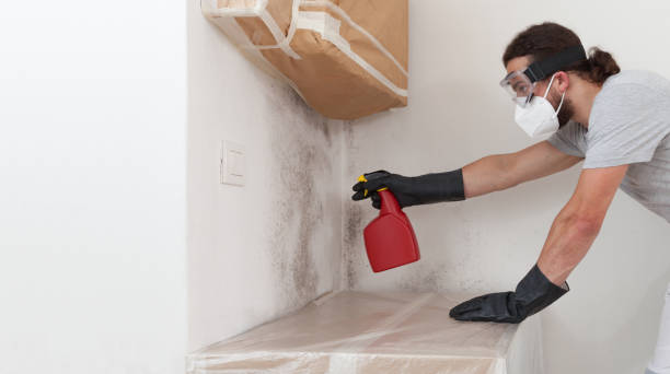 Professional Attic Mold Removal technician working in Boyne City, MI